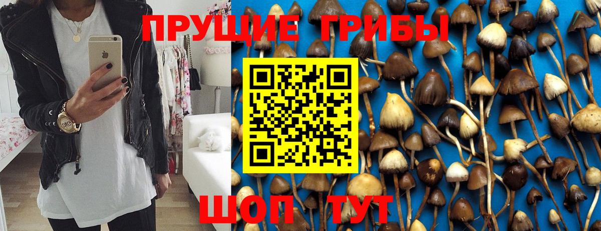 дарнет шоп  Вход с VPN  Кимры  Псилоцибиновые грибы Cubensis 